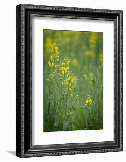 Mustard fields, Ohio.-Maresa Pryor-Framed Photographic Print