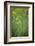 Mustard fields, Ohio.-Maresa Pryor-Framed Photographic Print