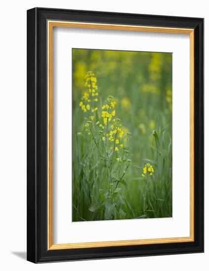 Mustard fields, Ohio.-Maresa Pryor-Framed Photographic Print