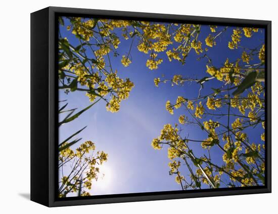 Mustard Flowers, Shaker Village of Pleasant Hill, Kentucky, USA-Adam Jones-Framed Premier Image Canvas