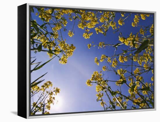 Mustard Flowers, Shaker Village of Pleasant Hill, Kentucky, USA-Adam Jones-Framed Premier Image Canvas