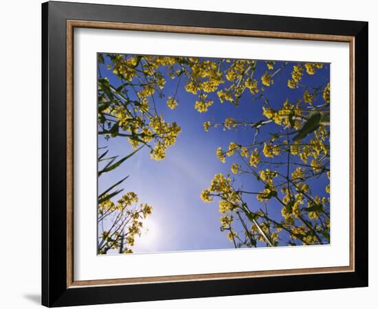 Mustard Flowers, Shaker Village of Pleasant Hill, Kentucky, USA-Adam Jones-Framed Photographic Print