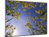 Mustard Flowers, Shaker Village of Pleasant Hill, Kentucky, USA-Adam Jones-Mounted Photographic Print