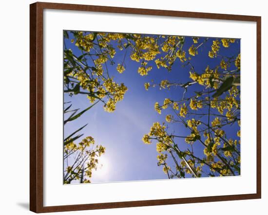 Mustard Flowers, Shaker Village of Pleasant Hill, Kentucky, USA-Adam Jones-Framed Photographic Print
