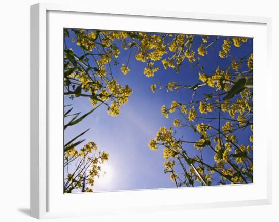 Mustard Flowers, Shaker Village of Pleasant Hill, Kentucky, USA-Adam Jones-Framed Photographic Print