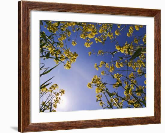 Mustard Flowers, Shaker Village of Pleasant Hill, Kentucky, USA-Adam Jones-Framed Photographic Print