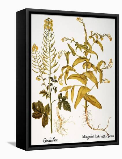 Mustard Plant, 1613-Besler Basilius-Framed Premier Image Canvas