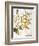 Mustard Plant, 1613-Besler Basilius-Framed Giclee Print