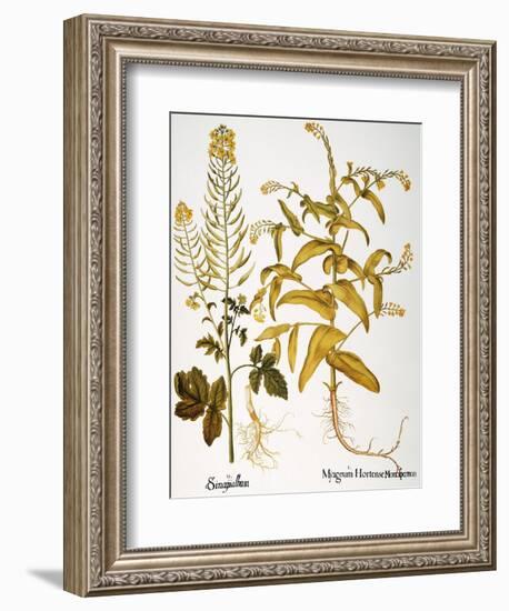 Mustard Plant, 1613-Besler Basilius-Framed Giclee Print