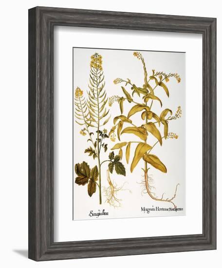 Mustard Plant, 1613-Besler Basilius-Framed Giclee Print