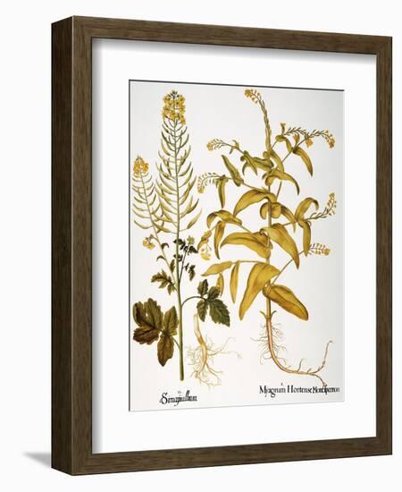 Mustard Plant, 1613-Besler Basilius-Framed Giclee Print