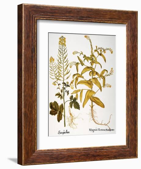 Mustard Plant, 1613-Besler Basilius-Framed Giclee Print