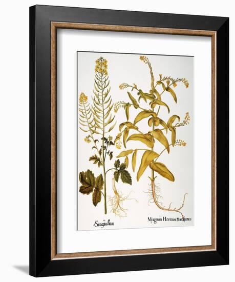 Mustard Plant, 1613-Besler Basilius-Framed Giclee Print