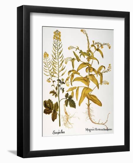 Mustard Plant, 1613-Besler Basilius-Framed Giclee Print