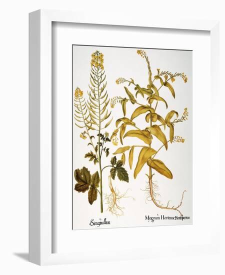 Mustard Plant, 1613-Besler Basilius-Framed Giclee Print