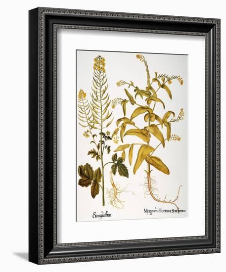 Mustard Plant, 1613-Besler Basilius-Framed Giclee Print