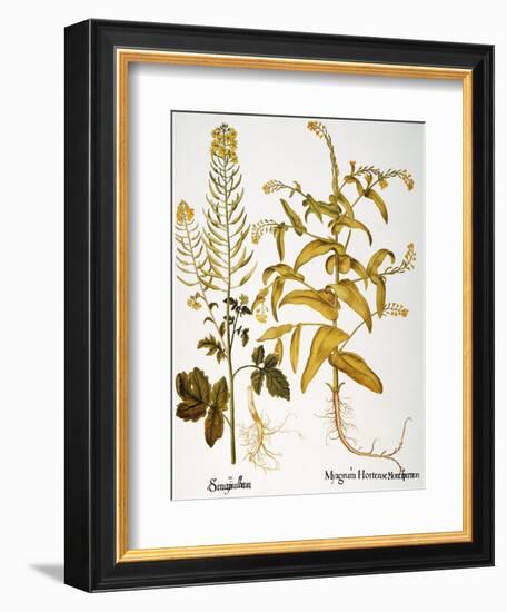 Mustard Plant, 1613-Besler Basilius-Framed Giclee Print