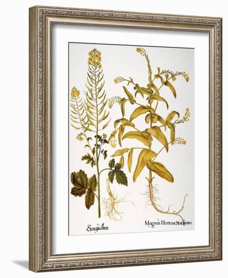 Mustard Plant, 1613-Besler Basilius-Framed Giclee Print