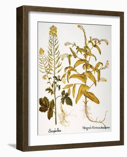 Mustard Plant, 1613-Besler Basilius-Framed Giclee Print