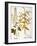 Mustard Plant, 1613-Besler Basilius-Framed Giclee Print