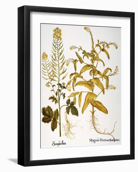 Mustard Plant, 1613-Besler Basilius-Framed Giclee Print