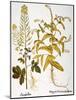 Mustard Plant, 1613-Besler Basilius-Mounted Giclee Print