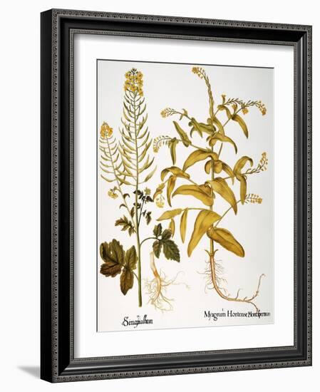 Mustard Plant, 1613-Besler Basilius-Framed Giclee Print