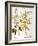 Mustard Plant, 1613-Besler Basilius-Framed Giclee Print