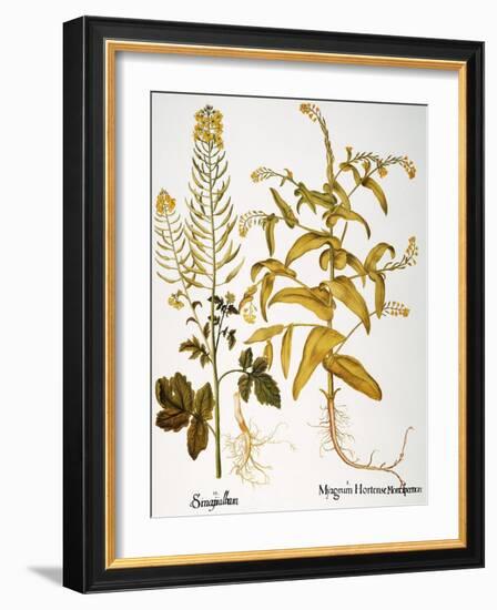 Mustard Plant, 1613-Besler Basilius-Framed Giclee Print