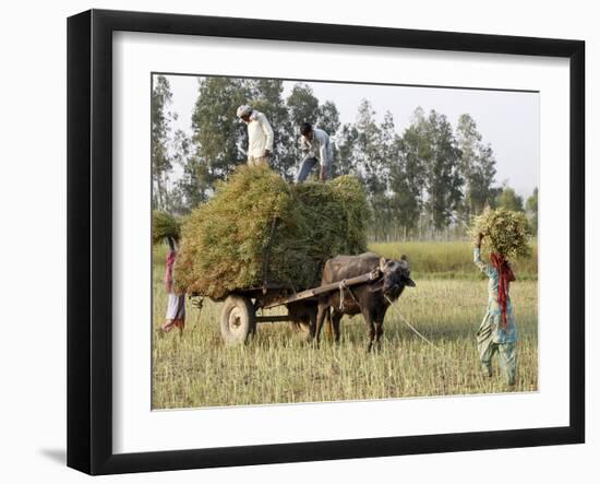 Mustard Plant Harvest, Haridwar, Uttarakhand, India, Asia-null-Framed Photographic Print