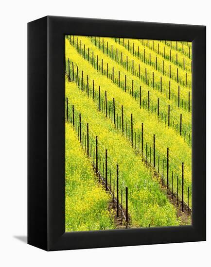 Mustard Plants in Vineyard, Napa Valley Wine Country, California, USA-John Alves-Framed Premier Image Canvas