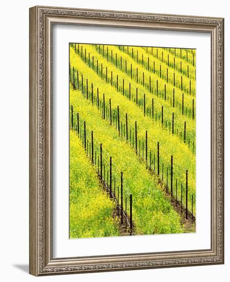 Mustard Plants in Vineyard, Napa Valley Wine Country, California, USA-John Alves-Framed Photographic Print