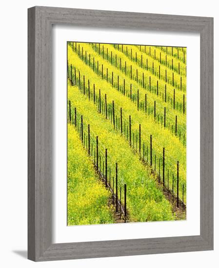 Mustard Plants in Vineyard, Napa Valley Wine Country, California, USA-John Alves-Framed Photographic Print