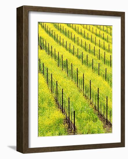 Mustard Plants in Vineyard, Napa Valley Wine Country, California, USA-John Alves-Framed Photographic Print