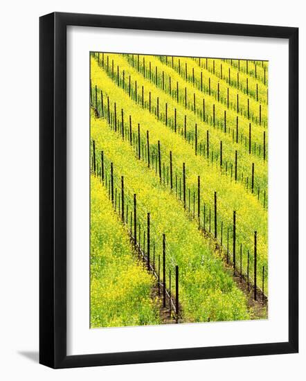 Mustard Plants in Vineyard, Napa Valley Wine Country, California, USA-John Alves-Framed Photographic Print