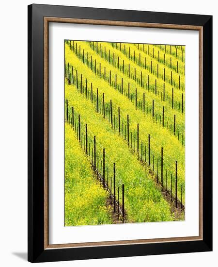 Mustard Plants in Vineyard, Napa Valley Wine Country, California, USA-John Alves-Framed Photographic Print