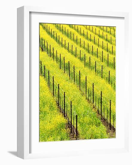 Mustard Plants in Vineyard, Napa Valley Wine Country, California, USA-John Alves-Framed Photographic Print