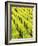 Mustard Plants in Vineyard, Napa Valley Wine Country, California, USA-John Alves-Framed Photographic Print