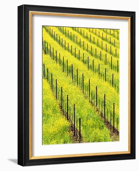 Mustard Plants in Vineyard, Napa Valley Wine Country, California, USA-John Alves-Framed Photographic Print