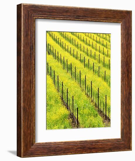 Mustard Plants in Vineyard, Napa Valley Wine Country, California, USA-John Alves-Framed Photographic Print