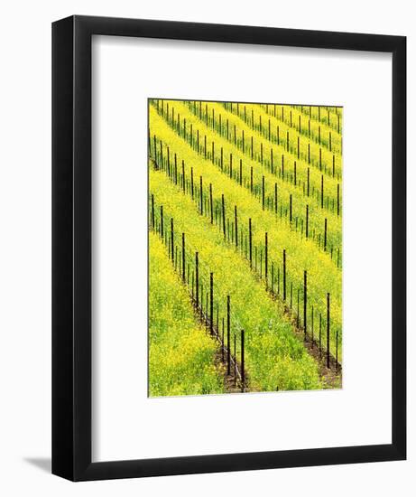 Mustard Plants in Vineyard, Napa Valley Wine Country, California, USA-John Alves-Framed Photographic Print