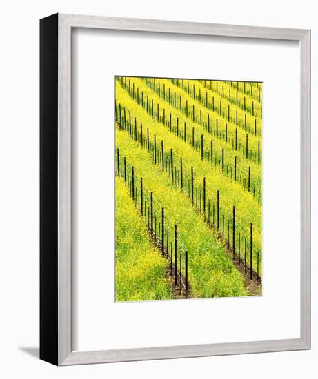 Mustard Plants in Vineyard, Napa Valley Wine Country, California, USA-John Alves-Framed Photographic Print