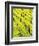 Mustard Plants in Vineyard, Napa Valley Wine Country, California, USA-John Alves-Framed Photographic Print