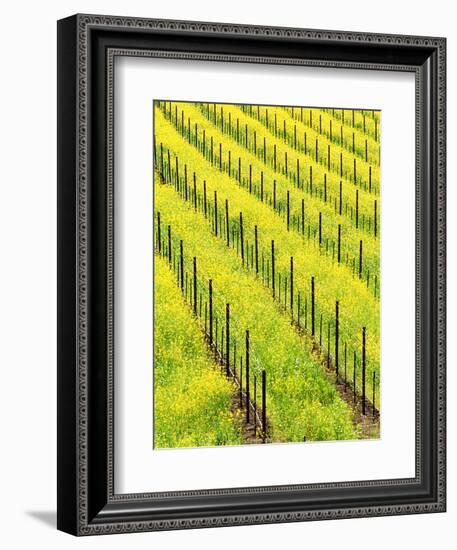 Mustard Plants in Vineyard, Napa Valley Wine Country, California, USA-John Alves-Framed Photographic Print