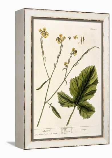 Mustard, Plate 446 from A Curious Herbal, Published 1782-Elizabeth Blackwell-Framed Premier Image Canvas