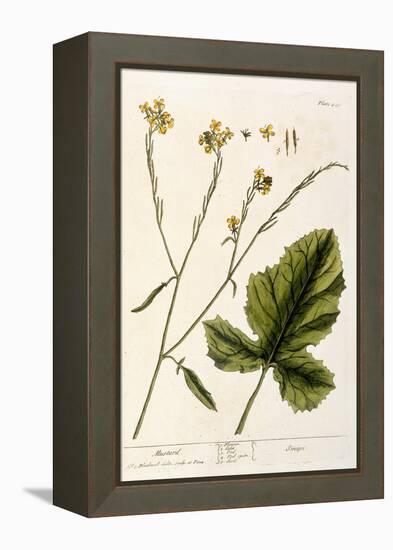 Mustard, Plate 446 from A Curious Herbal, Published 1782-Elizabeth Blackwell-Framed Premier Image Canvas