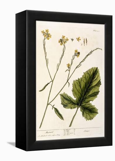 Mustard, Plate 446 from A Curious Herbal, Published 1782-Elizabeth Blackwell-Framed Premier Image Canvas