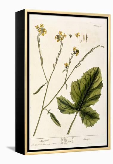 Mustard, Plate 446 from A Curious Herbal, Published 1782-Elizabeth Blackwell-Framed Premier Image Canvas