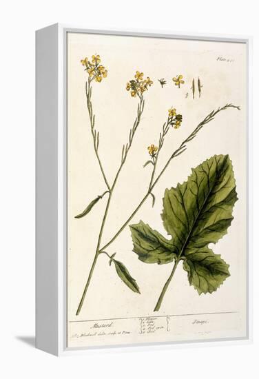 Mustard, Plate 446 from A Curious Herbal, Published 1782-Elizabeth Blackwell-Framed Premier Image Canvas