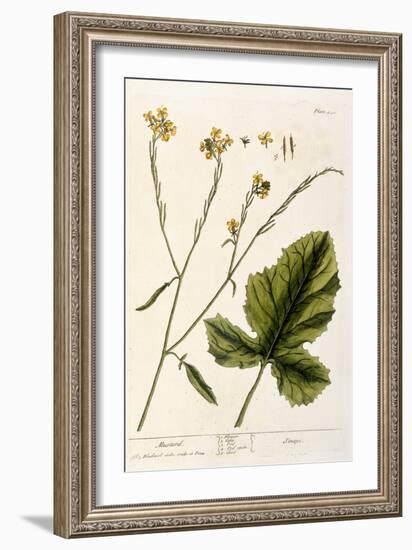 Mustard, Plate 446 from A Curious Herbal, Published 1782-Elizabeth Blackwell-Framed Giclee Print